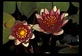 01025-00185-Pink Flowers.jpg