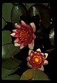 01025-00186-Pink Flowers.jpg