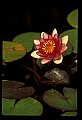 01025-00187-Pink Flowers.jpg