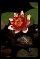 01025-00188-Pink Flowers.jpg