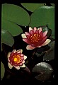 01025-00189-Pink Flowers-Water Lily.jpg