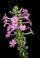 1-6-07-00112 wild phlox.jpg