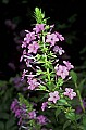 1-6-07-00132 purple wild phlox.jpg