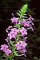 1-6-07-00149 wild sweet william.jpg