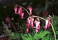 1-6-07-00541 wild bleeding heart.jpg