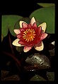 01020-00022-Red Flowers-Red Water Lily.jpg