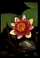01020-00023-Red Flowers.jpg