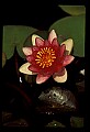 01020-00027-Red Flowers-Red Water Lily.jpg