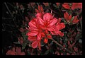 01020-00036-Red Flowers-Red Azalea.jpg