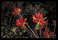 01020-00037-Red Flowers-Red Azalea.jpg