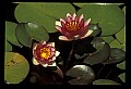 01020-00039-Red Flowers.jpg