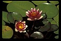 01020-00040-Red Flowers.jpg