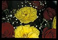 01020-00045-Red Flowers-Roses.jpg