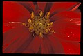 01020-00051-Red Flowers.jpg