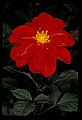 01020-00052-Red Flowers-Dahlia.jpg