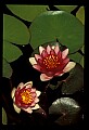 01020-00054-Red Flowers.jpg