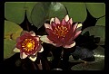 01020-00055-Red Flowers.jpg