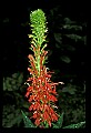 01020-00061-Red Flowers-Cardinal Flower.jpg