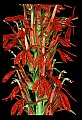 01020-00063-Red Flowers-Cardinal Flower.jpg