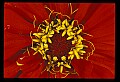 01020-00065-Red Flowers-Zinnia.jpg