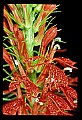 01020-00068-Red Flowers-Cardinal Flower.jpg