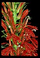 01020-00071-Red Flowers-Cardinal Flower.jpg