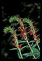 01020-00081-Red Flowers-Cardinal Flower.jpg
