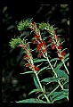 01020-00082-Red Flowers-Cardinal Flower.jpg