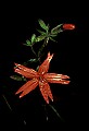01020-00083-Red Flowers-Fire Pink.jpg