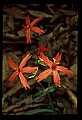 01020-00084-Red Flowers-Fire Pink.jpg