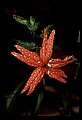 01020-00085-Red Flowers-Fire Pink.jpg