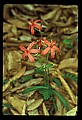 01020-00088-Red Flowers-Fire Pink.jpg