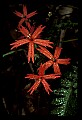 01020-00089-Red Flowers-Fire Pink.jpg