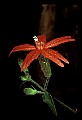 01020-00090-Red Flowers-Fire Pink.jpg