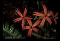 01020-00091-Red Flowers-Fire Pink.jpg