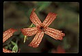 01020-00092-Red Flowers-Fire Pink.jpg