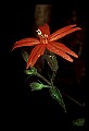 01020-00093-Red Flowers-Fire Pink.jpg