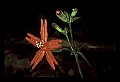 01020-00094-Red Flowers-Fire Pink.jpg