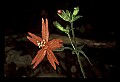 01020-00095-Red Flowers-Fire Pink.jpg