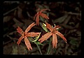 01020-00097-Red Flowers-Fire Pink.jpg