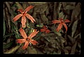 01020-00098-Red Flowers-Fire Pink.jpg