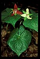 01020-00106-Red Flowers- Wakerobin or Stinking Benjamin.jpg