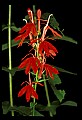 01020-00108-Red Flowers-Cardinal Flower.jpg