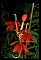 01020-00109-Red Flowers-Cardinal Flower.jpg