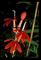01020-00110-Red Flowers-Cardinal Flower.jpg