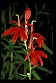 01020-00111-Red Flowers-Cardinal Flower.jpg