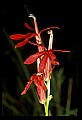 01020-00112-Red Flowers-Cardinal Flower.jpg