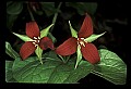 01020-00116-Red Flowers- Wakerobin or Stinking Benjamin.jpg