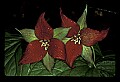 01020-00117-Red Flowers- Wakerobin or Stinking Benjamin.jpg