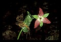 01020-00120-Red Flowers- Wakerobin or Stinking Benjamin.jpg